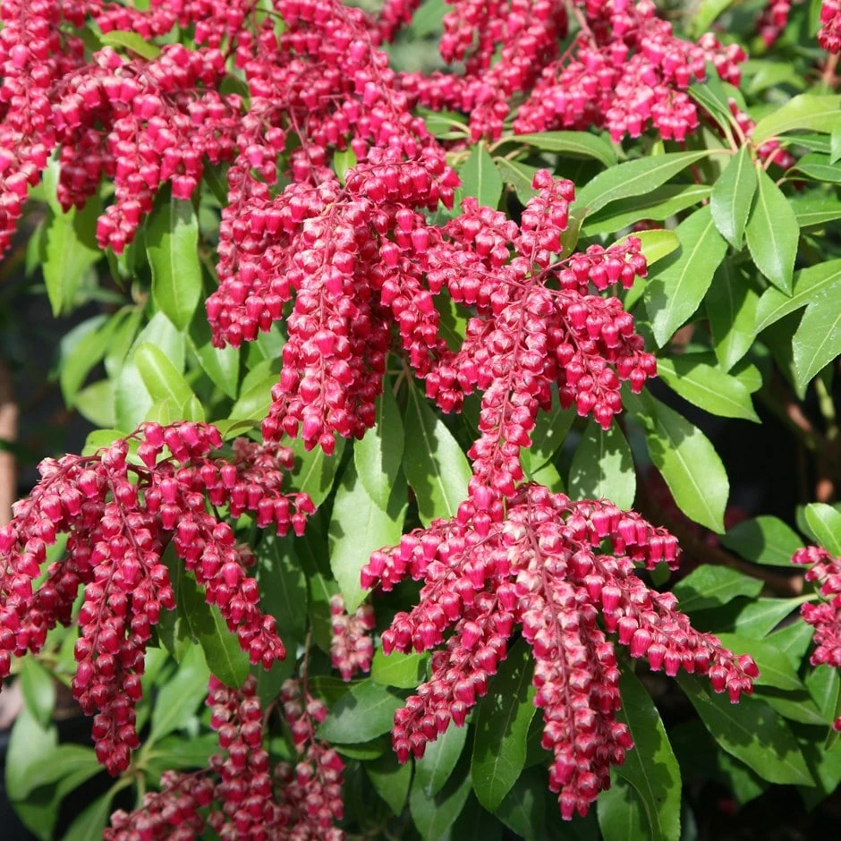 Pieris Japonica 'Valley Valentine' 1 Pieris Japonica 'Valley Valentine'