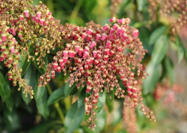 Pieris Japonica 'Valley Valentine' 2 Pieris Japonica 'Valley Valentine' - Image 2