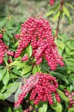 Pieris Japonica 'Valley Valentine' 5 Pieris Japonica 'Valley Valentine' -Plants Shop pl0000004244 card3 lg
