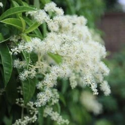 Pileostegia Viburnoides -Plants Shop pl0000004247 card3 lg