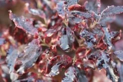 Pittosporum Tenuifolium 'Tom Thumb' 9 Pittosporum Tenuifolium 'Tom Thumb' -Plants Shop pl0000004262 card4 lg