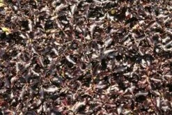 Pittosporum Tenuifolium 'Tom Thumb' 10 Pittosporum Tenuifolium 'Tom Thumb' -Plants Shop pl0000004262 card5 lg