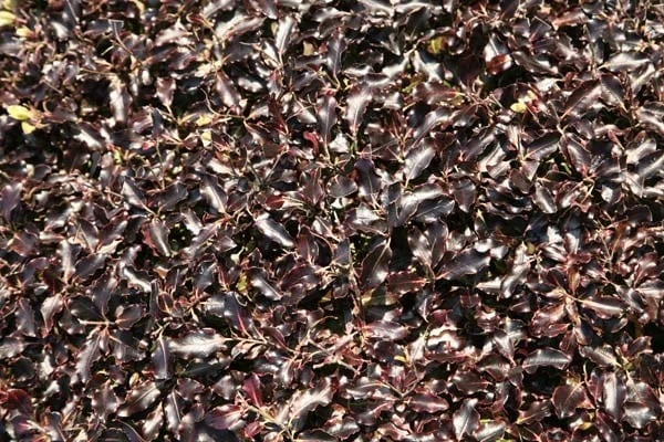 Pittosporum Tenuifolium 'Tom Thumb' 5 Pittosporum Tenuifolium 'Tom Thumb' - Image 5