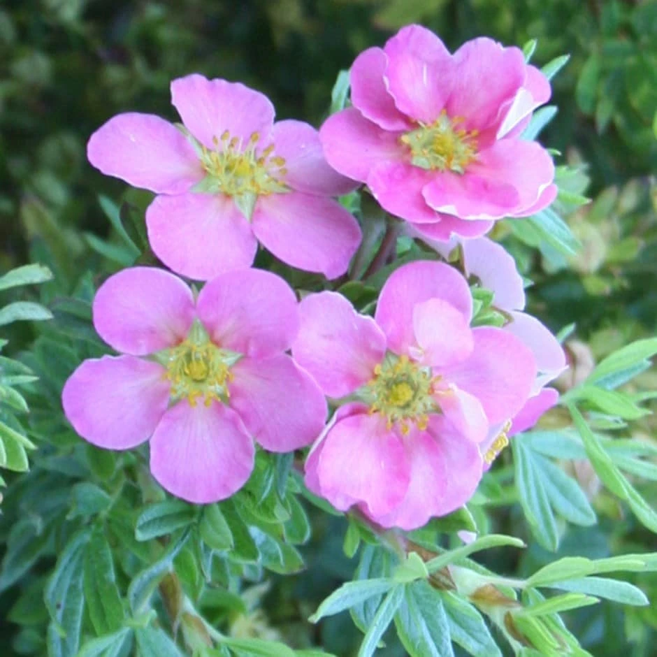 Potentilla Fruticosa 'Pink Beauty' (PBR) 1 Potentilla Fruticosa 'Pink Beauty' (PBR)