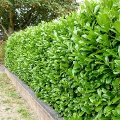 Prunus Laurocerasus 'Rotundifolia'