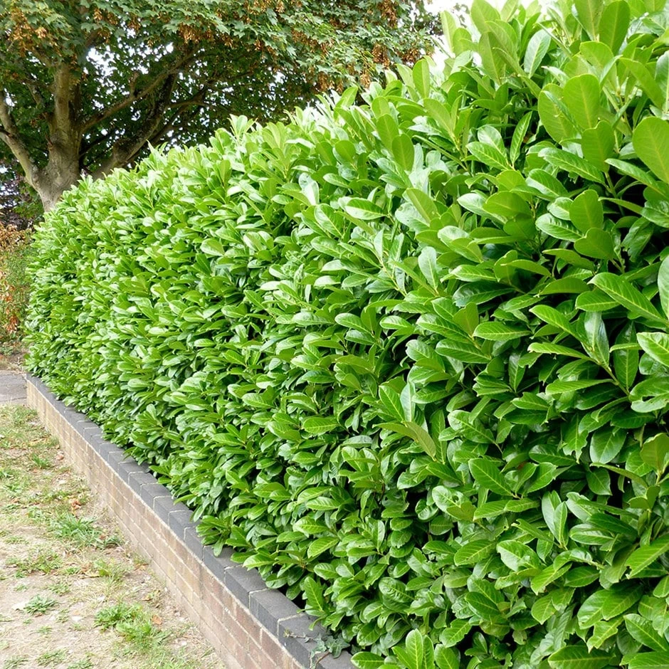 Prunus Laurocerasus 'Rotundifolia' 1 Prunus Laurocerasus 'Rotundifolia'