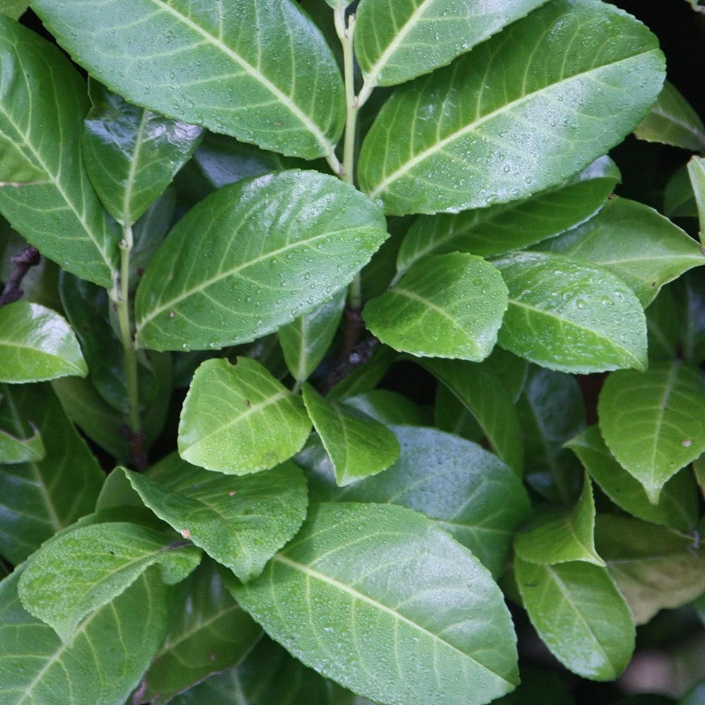 Prunus Laurocerasus 'Rotundifolia' 2 Prunus Laurocerasus 'Rotundifolia' - Image 2