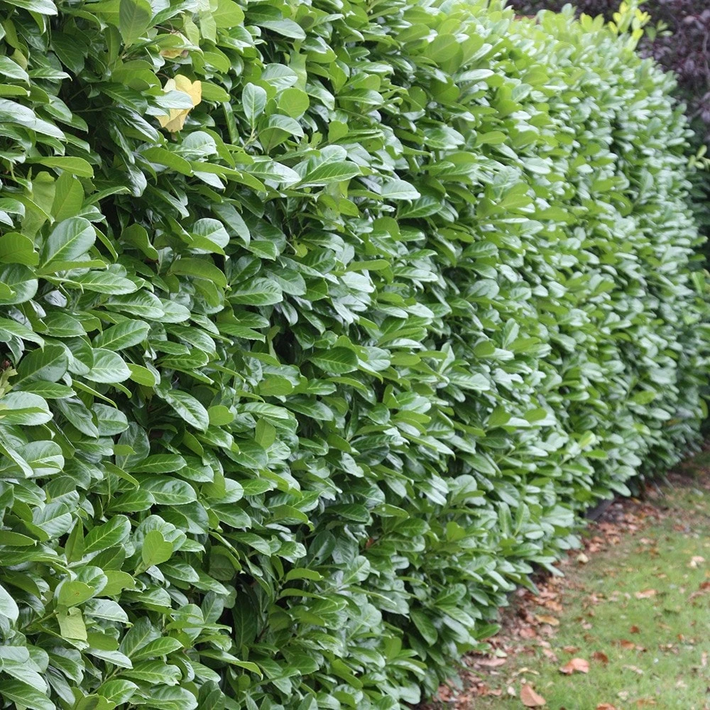 Prunus Laurocerasus 'Rotundifolia' 3 Prunus Laurocerasus 'Rotundifolia' - Image 3