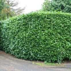 Prunus Laurocerasus 'Rotundifolia' 7 Prunus Laurocerasus 'Rotundifolia' -Plants Shop pl0000004306 card4 lg