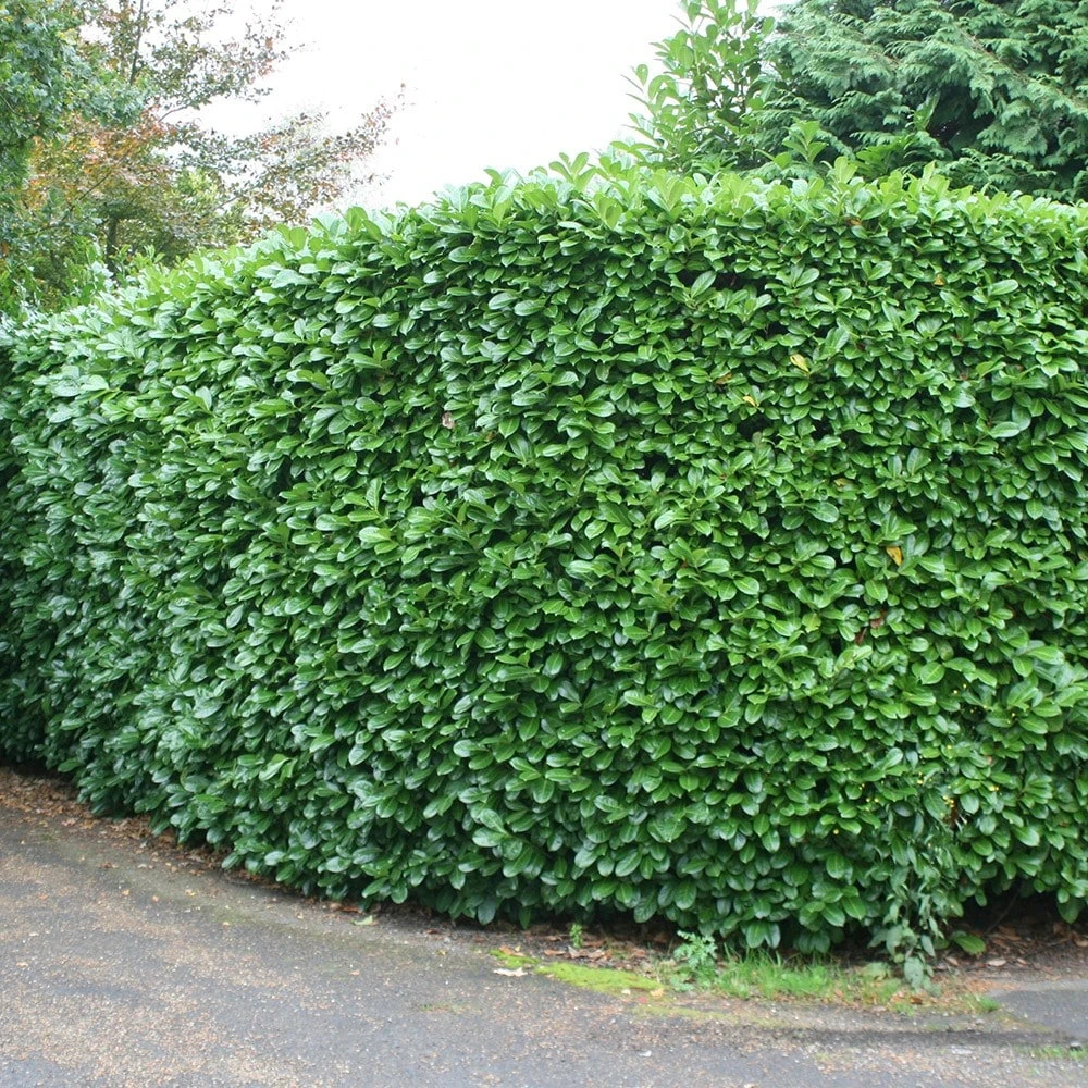 Prunus Laurocerasus 'Rotundifolia' 4 Prunus Laurocerasus 'Rotundifolia' - Image 4