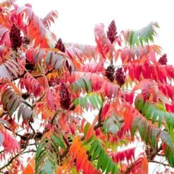 Rhus Typhina