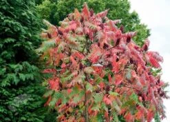 Rhus Typhina 8 Rhus Typhina -Plants Shop pl0000004323 card3 lg