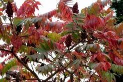 Rhus Typhina 9 Rhus Typhina -Plants Shop pl0000004323 card4 lg