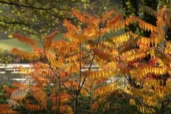 Rhus Typhina 10 Rhus Typhina -Plants Shop pl0000004323 card5 lg
