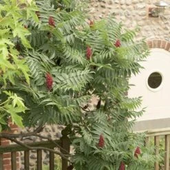 Rhus Typhina 11 Rhus Typhina -Plants Shop pl0000004323 card6 lg