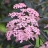 Sambucus Nigra F. Porphyrophylla 'Gerda' (PBR)