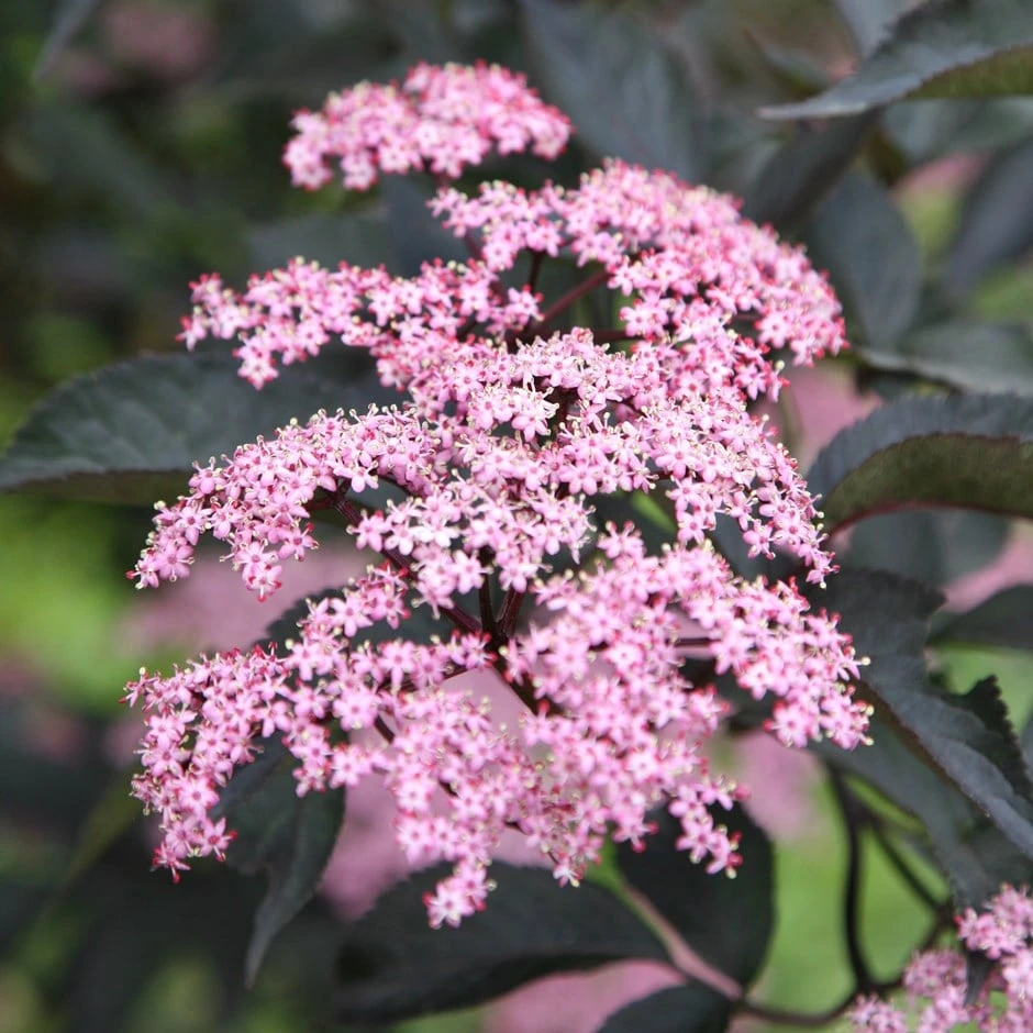 Sambucus Nigra F. Porphyrophylla 'Gerda' (PBR) 1 Sambucus Nigra F. Porphyrophylla 'Gerda' (PBR)
