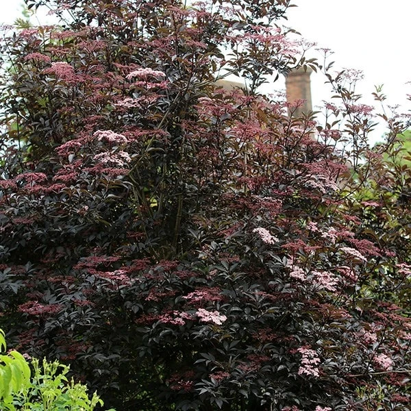 Sambucus Nigra F. Porphyrophylla 'Gerda' (PBR) 2 Sambucus Nigra F. Porphyrophylla 'Gerda' (PBR) - Image 2