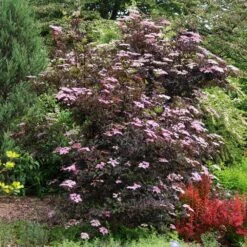 Sambucus Nigra F. Porphyrophylla 'Gerda' (PBR) 7 Sambucus Nigra F. Porphyrophylla 'Gerda' (PBR) -Plants Shop pl0000004353 card4 lg