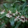 Sarcococca Hookeriana Var. Digyna
