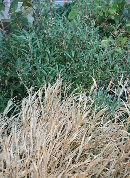 Sarcococca Hookeriana Var. Digyna 2 Sarcococca Hookeriana Var. Digyna - Image 2