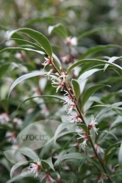 Sarcococca Hookeriana Var. Digyna 6 Sarcococca Hookeriana Var. Digyna -Plants Shop pl0000004368 card3 lg
