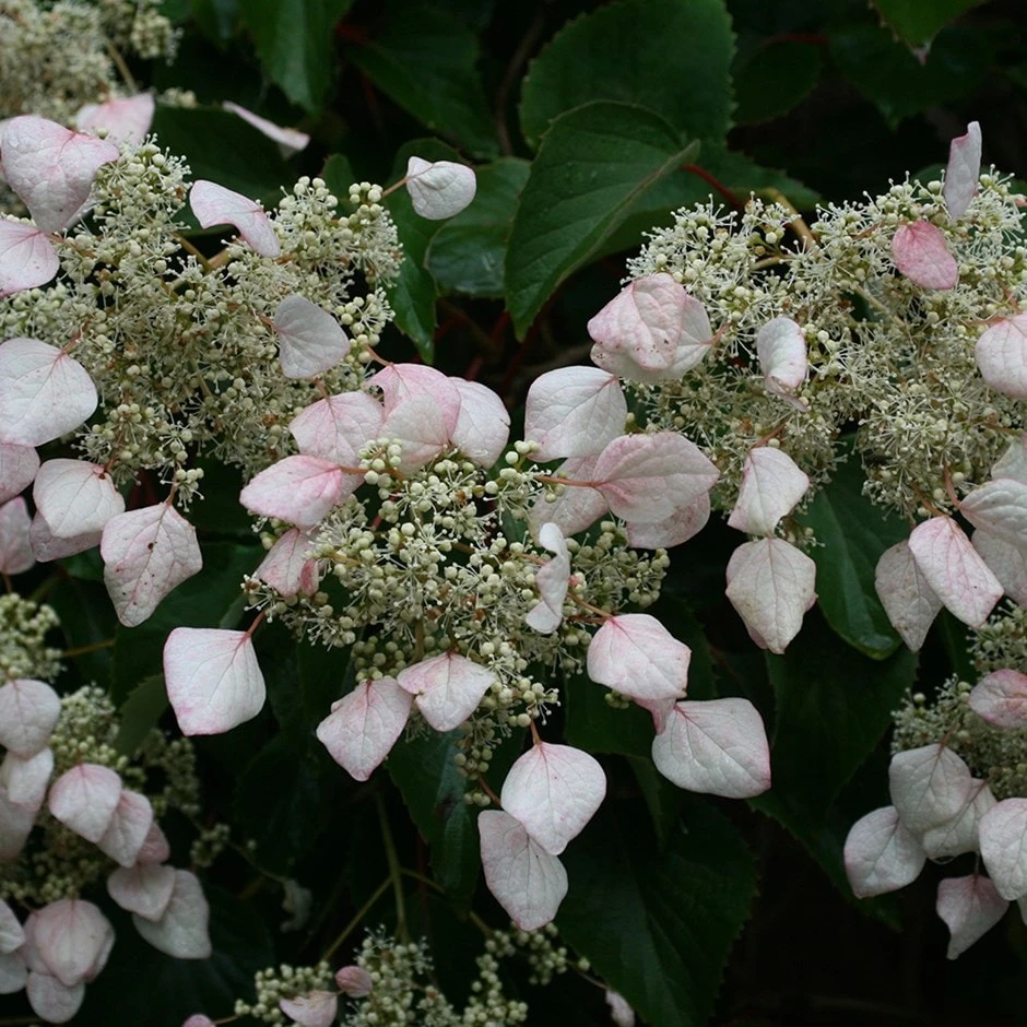 Schizophragma Hydrangeoides 1 Schizophragma Hydrangeoides