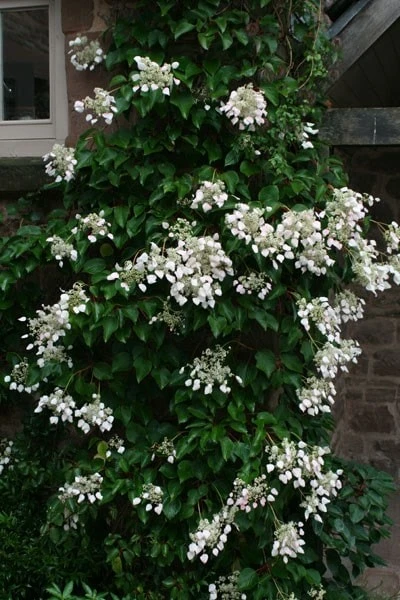Schizophragma Hydrangeoides 2 Schizophragma Hydrangeoides - Image 2