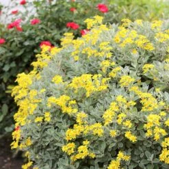 Brachyglottis (Dunedin Group) 'Sunshine' -Plants Shop pl0000004376 card3 lg