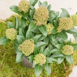 Skimmia Japonica 'Fragrant Cloud' (male)