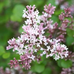 Syringa Meyeri 'Palibin' 5 Syringa Meyeri 'Palibin' -Plants Shop pl0000004435 card3 lg