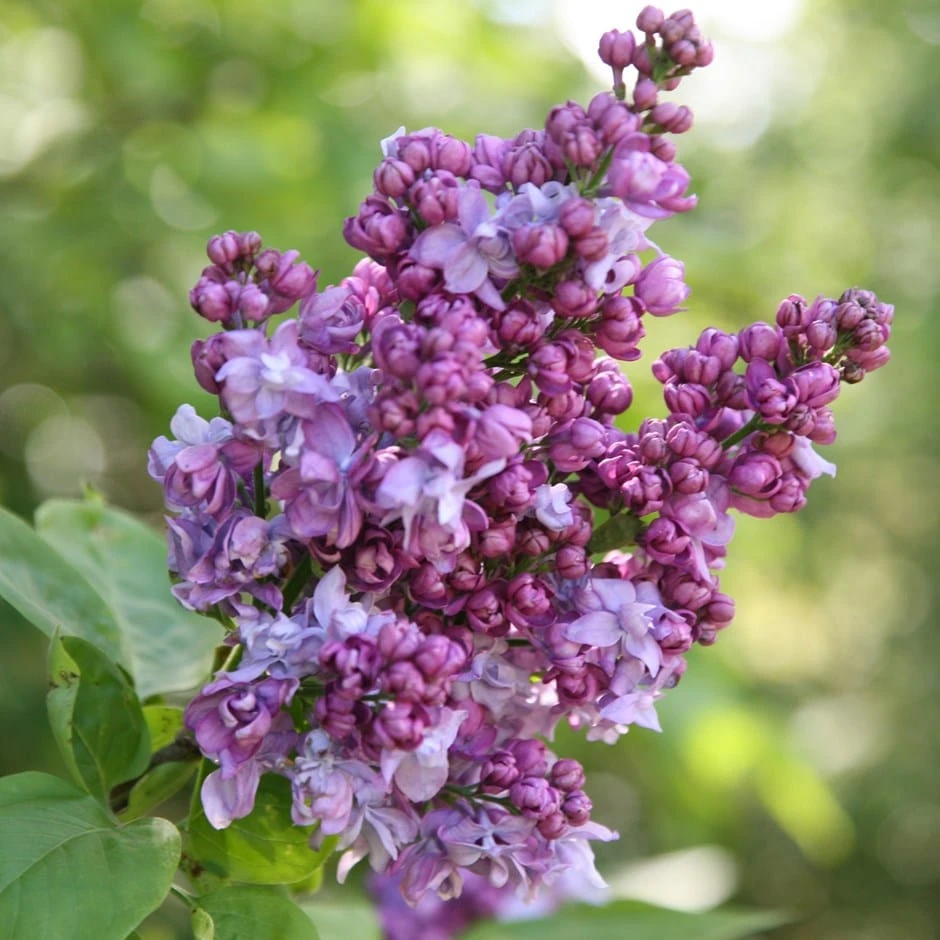 Syringa Vulgaris 'Charles Joly' 1 Syringa Vulgaris 'Charles Joly'