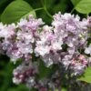 Syringa Vulgaris 'Katherine Havemeyer'