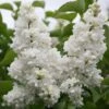 Syringa Vulgaris 'Madame Lemoine'