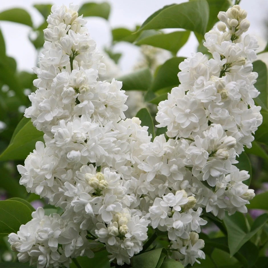 Syringa Vulgaris 'Madame Lemoine' 1 Syringa Vulgaris 'Madame Lemoine'
