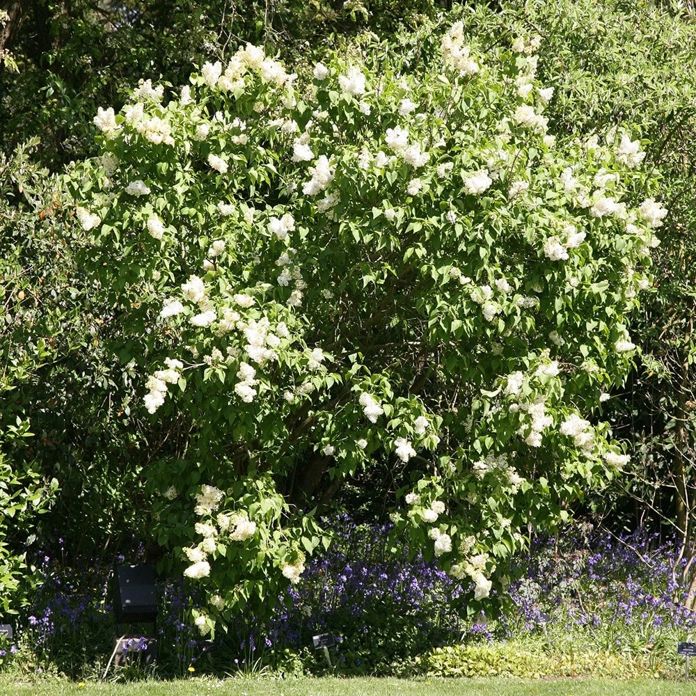 Syringa Vulgaris 'Madame Lemoine' 2 Syringa Vulgaris 'Madame Lemoine' - Image 2