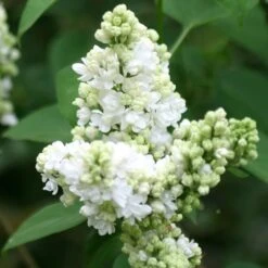 Syringa Vulgaris 'Madame Lemoine' 5 Syringa Vulgaris 'Madame Lemoine' -Plants Shop pl0000004449 card3 lg