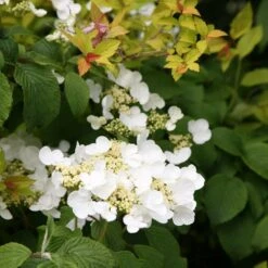 Viburnum Plicatum F. Tomentosum 'Mariesii' -Plants Shop pl0000004476 card4 lg