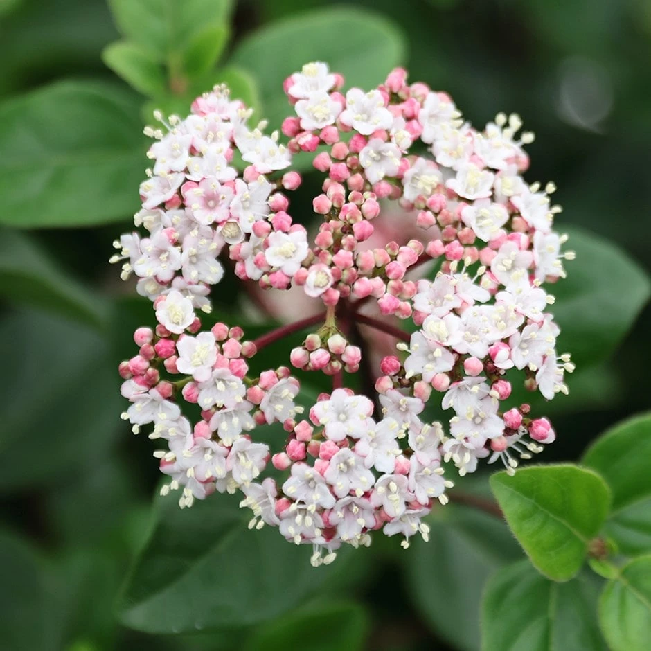 Viburnum Tinus 'Eve Price' 1 Viburnum Tinus 'Eve Price'