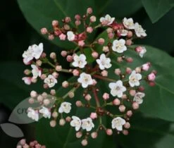 Viburnum Tinus 'Eve Price' 7 Viburnum Tinus 'Eve Price' -Plants Shop pl0000004483 card4 lg