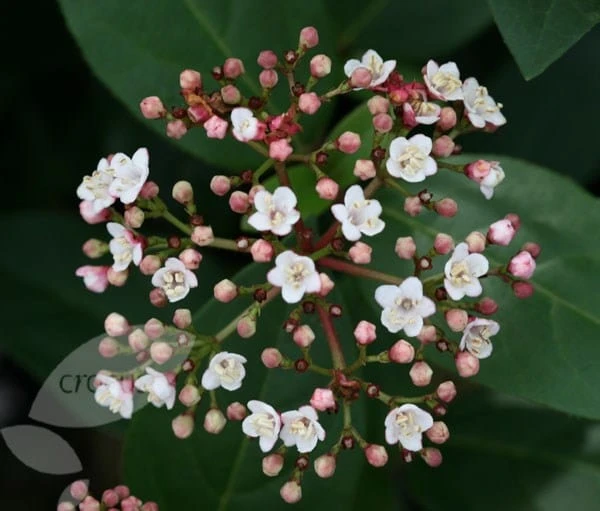 Viburnum Tinus 'Eve Price' 4 Viburnum Tinus 'Eve Price' - Image 4