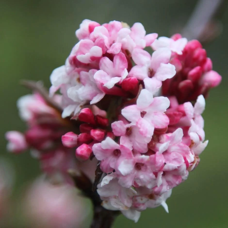 Viburnum × Bodnantense 'Dawn' 1 Viburnum × Bodnantense 'Dawn'