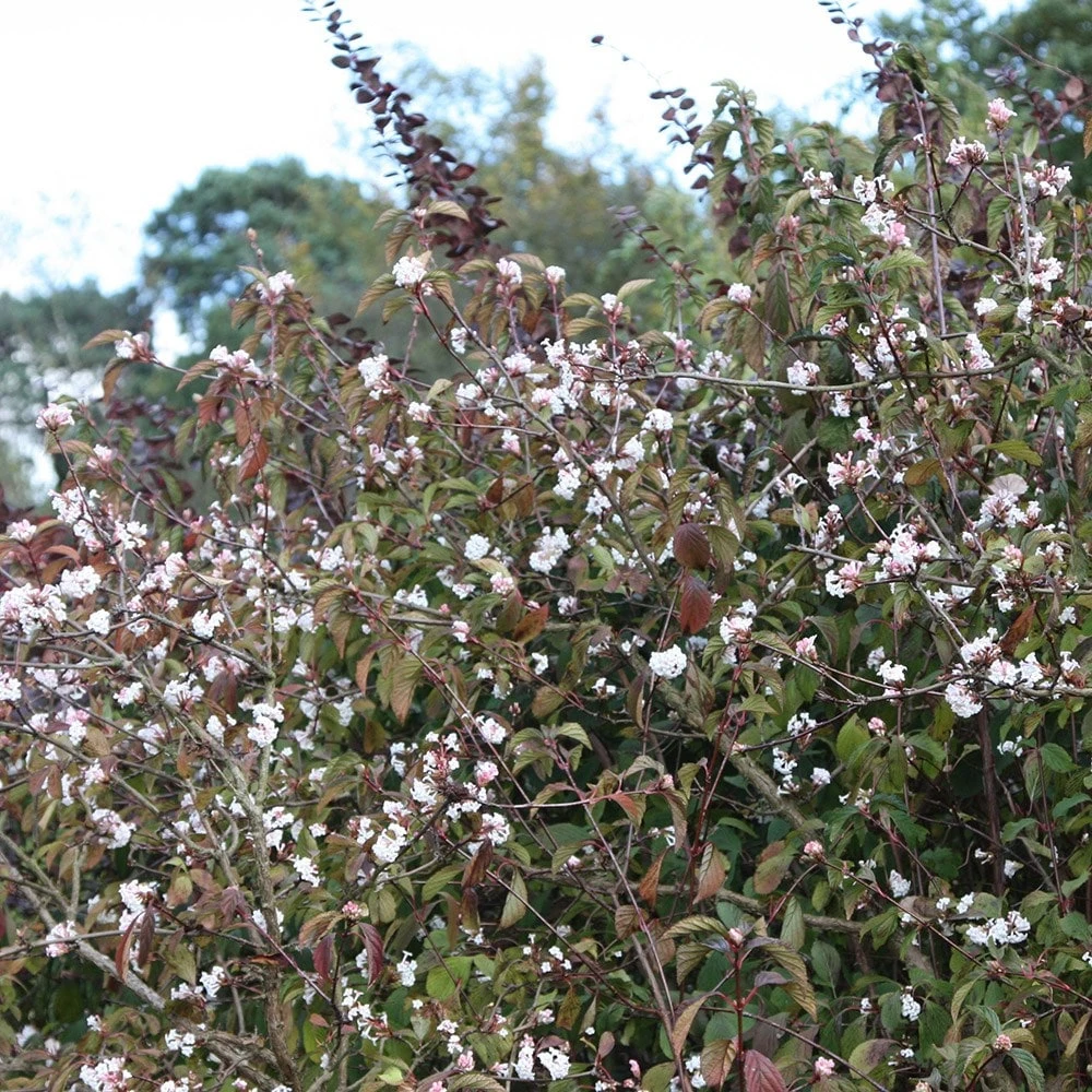 Viburnum × Bodnantense 'Dawn' 2 Viburnum × Bodnantense 'Dawn' - Image 2