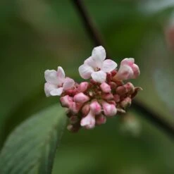 Viburnum × Bodnantense 'Dawn' 6 Viburnum × Bodnantense 'Dawn' -Plants Shop pl0000004489 card3 lg
