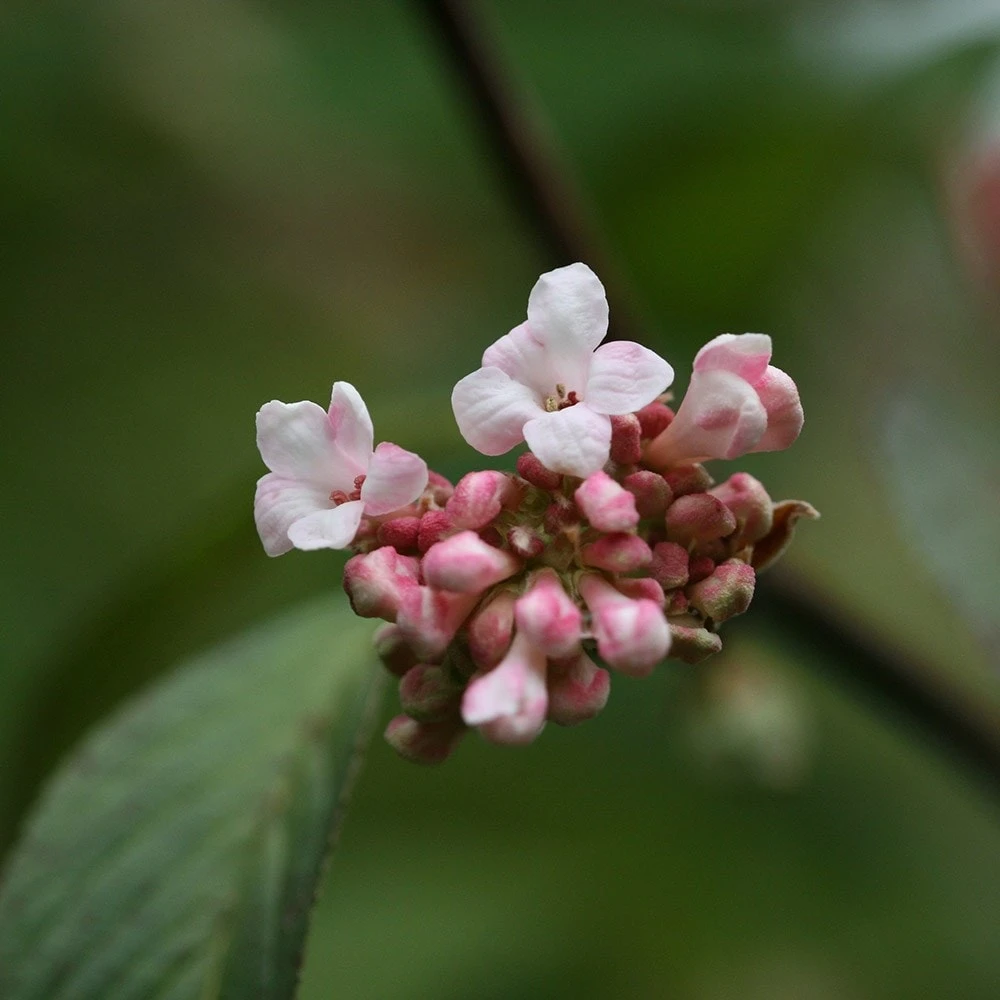 Viburnum × Bodnantense 'Dawn' 3 Viburnum × Bodnantense 'Dawn' - Image 3