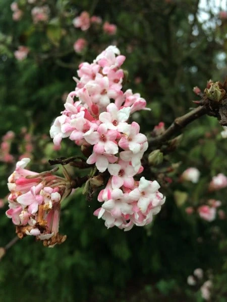 Viburnum × Bodnantense 'Dawn' 4 Viburnum × Bodnantense 'Dawn' - Image 4