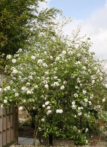 Viburnum × Burkwoodii 2 Viburnum × Burkwoodii - Image 2