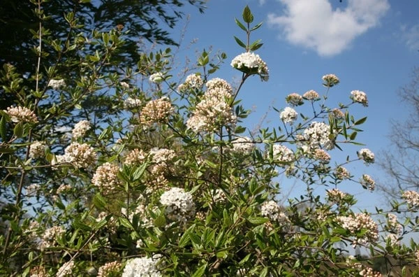 Viburnum × Burkwoodii 3 Viburnum × Burkwoodii - Image 3