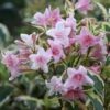 Weigela 'Florida Variegata'