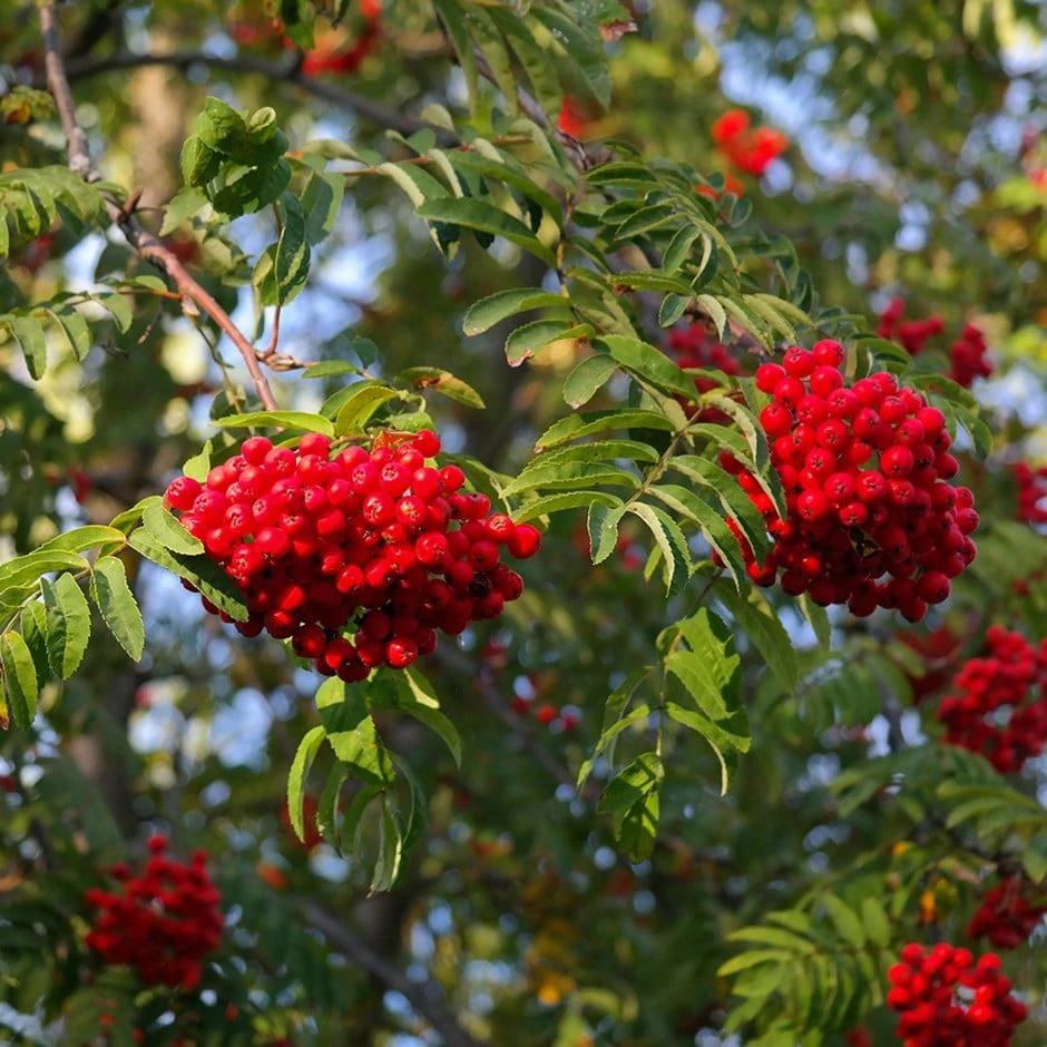 Sorbus Aucuparia 'Aspleniifolia' 1 Sorbus Aucuparia 'Aspleniifolia'